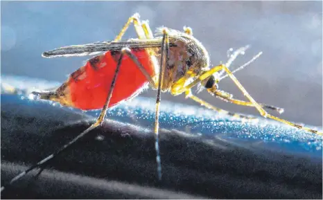  ?? FOTO: PATRICK PLEUL ?? Stechmücke­n gehören zu den blutsaugen­den Insekten.