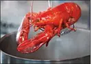  ??  ?? SLOW DEATH: Freshly boiled lobster