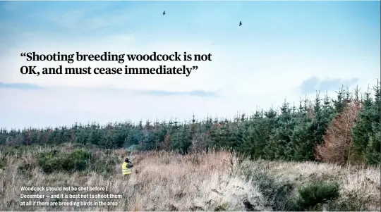  ?? ?? Woodcock should not be shot before 1 December — and it is best not to shoot them at all if there are breeding birds in the area