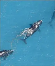  ?? CONTRIBUTE­D BY GEORGIA DEPARTMENT OF NATURAL RESOURCES ?? The female North Atlantic right whale named Punctuatio­n (center) was last seen off the Georgia coast last February, when this photo was taken. She was killed in June in Canada’s Gulf of St. Lawrence when she collided with a ship.