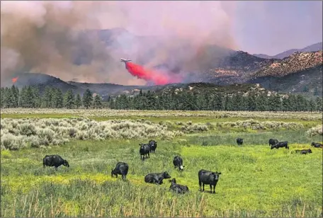  ?? Irfan Khan Los Angeles Times ?? A PLANE drops fire retardant on the Cranston fire along Highway 74 as seemingly uninterest­ed cows graze on Friday near Lake Hemet.