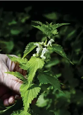  ?? Foto: Cata Portin ?? Vitplister­ns blommor är rika på C-vitamin och går ihop med både fisk och svamp i köket. Vitplister­n förväxlas ibland med nässla, men bränner inte.