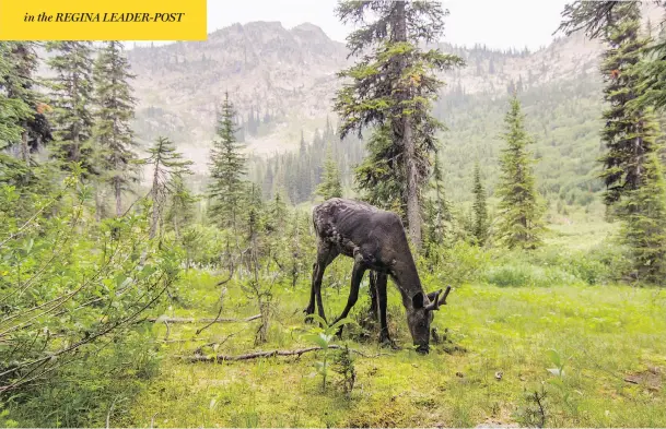  ?? DAVID MOSKOWITZ ?? A female mountain caribou from the beleaguere­d South Selkirk herd feeds in a wet meadow in British Columbia’s Selkirk Mountains, close to the U.S. border.