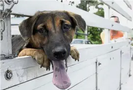  ??  ?? Off to the vet: A dog at Mile 10 community hall in Kota Padawan being readied for its anti-rabies vaccinatio­n.