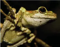  ?? / ERIC FISHEL ?? Rana de árbol de ojos verdes. Queensland.