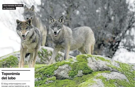  ?? EUROPA PRESS ?? Una manada de lobos, en Cantabria.