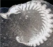  ?? LOSSO ET AL., PROCEEDING­S OF THE ROYAL SOCIETY B, 2023 ?? A thin section of a partially rolled-up trilobite whose fossil was found at the Walcott-Rust Quarry in New York.