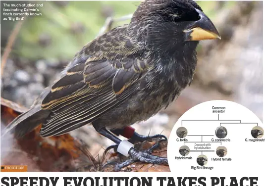  ??  ?? The much-studied and fascinatin­g Darwin’s finch currently known as ‘Big Bird’.