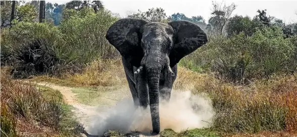  ?? GRANT SHEEHAN ?? Grant Sheehan, left, took the above photo of an angry young bull elephant on a charge in the Okavango Delta, Botswana, for his latest book, In Memory of Travel, right.