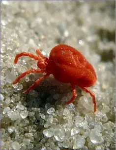  ??  ?? Clover Mites love heat and hundreds of they may be seen on a sunny days running about on walls and other surfaces that have warmed up.