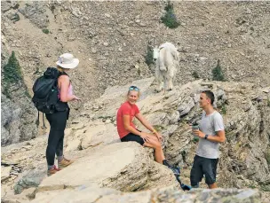  ??  ?? RIGHT: A mountain goat listens in on the conversati­on of a trio of hikers in July at Grinnell Glacier Overlook at Glacier National Park.
