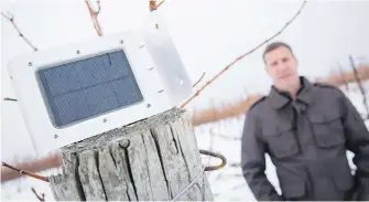  ?? TARA WALTON, THE CANADIAN PRESS ?? Matthew Speck, viticultur­ist at Henry of Pelham Estate Winery in St. Catharines, Ont., with a weather monitoring device in the company’s vineyard.