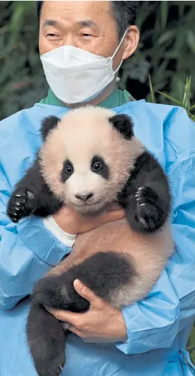  ?? Jung Yeon- Je, AFP/ Getty Images ?? A caretaker shows panda cub Fu Bao on Nov. 4 at Everland Amusement and Animal Park in Yongin, South Korea.