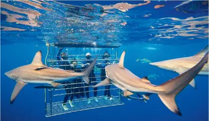  ?? ?? Aliwal Shoal in Durban is a world renowned dive site and particular­ly well known for its shark cage diving