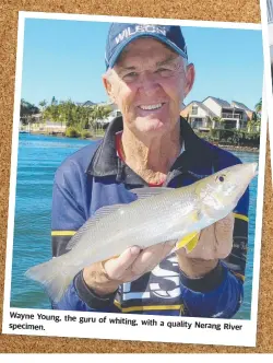  ??  ?? Wayne Young, the guru of whiting, with a quality specimen. Nerang River