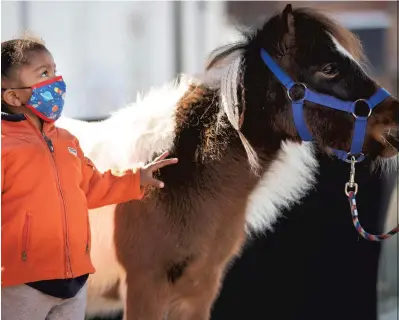  ??  ?? Two-year-old Ezekiel Whitaker meets one of two miniature horses during a book drive by Saddle Up and Read in Wendell, North Carolina.