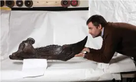  ?? Photograph: John Broomfield/Museums Victoria ?? Dr Erich Fitzgerald, senior curator of palaeontol­ogy at Melbourne Museum, examines the lower jaw of the triceratop­s dinosaur. The skeleton is at least 87% complete and literally weighs a tonne.