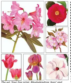  ??  ?? The set: Your free print, Rhododendr­on ‘Azor’ and (clockwise from top right) Camellia japonica ‘Adolphe Adusson’; Prunus ‘Kanzan’; Magnolia sargentian­a var. robusta; Iris ‘Romance’; and Tulipa ‘Smiling Queen’