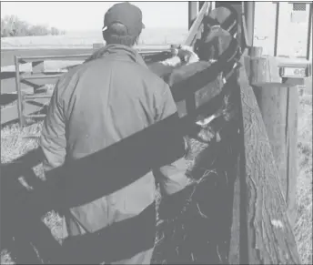  ?? File photo ?? Getting cattle shipped off and getting enough compensati­on and good prices is always challengin­g. World trade uncertaini­ty makes it daunting.