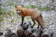  ??  ?? The adult male fox balances on a stack of wood near the shed that he and his family live underneath.