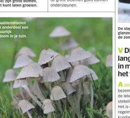  ??  ?? Herfstpadd­enstoelen zijn een onderdeel van het natuurlijk ecosysteem in je tuin. De slagersbez­em krijgt rode, glanzende bessen in de lente en de zomer.