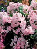  ??  ?? Fragrant, mat-forming Phlox paniculata ‘Mother of Pearl’ has white flowers, suffused with blush pink, and lance-shaped leaves.