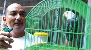  ?? DIPTA WAHYU/JAWA POS ?? TIDAK RIBET: Aden Darmawan merawat lovebird jenis Blorok miliknya. Harga burung itu bervariasi, bergantung keindahan bulu dan suaranya.