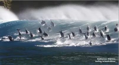  ??  ?? Bottlenose dolphins surfing in South Africa