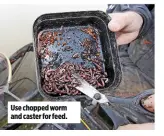  ??  ?? Use chopped worm and caster for feed.