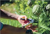  ??  ?? Artichokes are literally the gift that keeps on giving. Trim off the ripe globes and the plant will sprout more — and artichokes have two growing seasons per year. Grilled, roasted or simply steamed, artichokes are perfect dipped in butter.