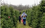  ?? CONTRIBUTE­D ?? Customers at John T. Nieman Nursery in Hamilton walk down a row of Canaan Fir trees. The Caanan Fir is one of the most popular Christmas tree varieties.