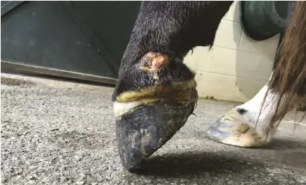  ??  ?? LeFt: Quittor is known by its location just above the coronary band, but it’s a stubborn infection to eradicate.
BeLoW: Canker looks like a bad case of thrush, but can evolve to envelop the entire sole of the foot and cause permanent damage to the hoof capsule.