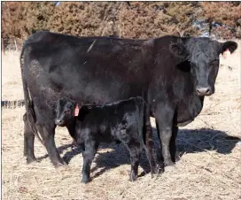  ??  ?? At left: A pure bred Angus cow stands with her bull calf, as noted by the black ear tag on the calf.