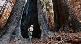  ?? ?? Carolyn Cole / Los Angeles Times via Getty Images / Los Angeles Times via Getty Imag The Big Basin Redwoods State Park was hit by a wildfire in August of 2020 that burned roughly 97 percent of the parks 18,224 acres.