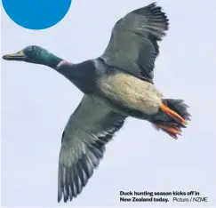  ?? Picture / NZME ?? nzherald. co. nz Duck hunting season kicks off in New Zealand today.