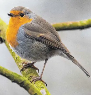  ?? FOTO: JULIAN STRATENSCH­ULTE/DPA ?? Der Vogel des Jahres: das Rotkehlche­n.