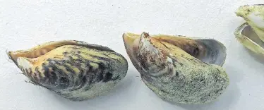  ?? Blatterer //// APA/APA/H. ?? Die invasive Quaggamusc­hel wurde 2016 im Bodensee nachgewies­en.