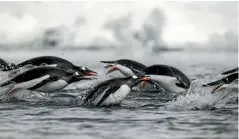  ?? ANDREAS KALVIG ANDERSON ?? Gentoo penguins.