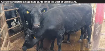  ?? ?? AA bullocks weighing 575kgs made €1,720 earlier this week at Corrin Marts.