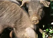  ??  ?? Top Jacqueline Yallop beside the pig shelter she built herself. Above Big Pig (right) and Little Pig