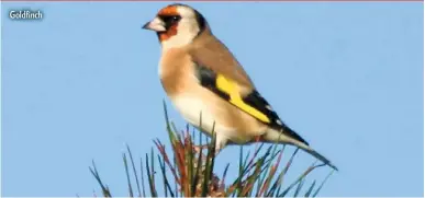  ??  ?? Goldfinch