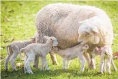  ?? ?? Prime ewe and lamb prices are still falling.