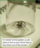  ?? ?? It’s kinder to find spiders a safe place to live in your home than to toss them out of the window