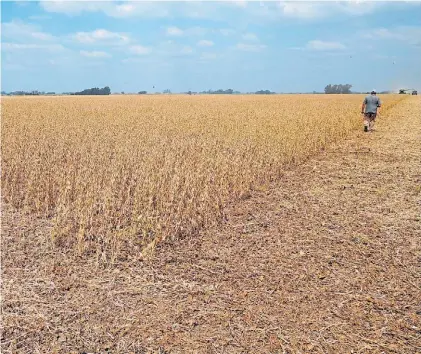  ?? AP ?? Sequía. En marzo pasado, un campo de soja en Pergamino (Pcia. de Bs. As.) con la peor sequía en años.
