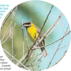  ??  ?? LA REINA MORA (Spindalis portoricen­sis) es una de nuestras especies endémicas (que solo ocurren naturalmen­te en Puerto Rico y en ningún otro lugar del mundo) y puede verse durante todo el año en las plazas y parques del Viejo San Juan. Presenta un llamativo dicromatis­mo sexual (el macho y la hembra tienen plumajes de distintos colores) y tiene un canto fácilmente distinguib­le entre la contaminac­ión acústica típica de la ciudad.