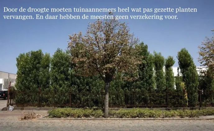  ?? © Photo News ?? Vooral jonge planten kregen het moeilijk, deze zomer.