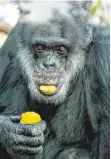  ?? FOTO: DPA ?? Schimpanse „Benny“im Karlsruher Zoo.