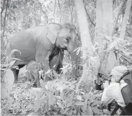  ??  ?? Victoria filmmaker Patricia Sims films elephants in the jungles of Thailand for When Elephants Were Young.