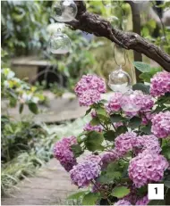  ??  ?? 11. L’hortensia rose apporte une touche de couleur au jardin. C’est une notion très importante pour Abigail, qui ne conçoit pas la vie sans couleurs.