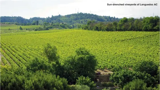  ??  ?? Sun-drenched vineyards of Languedoc AC